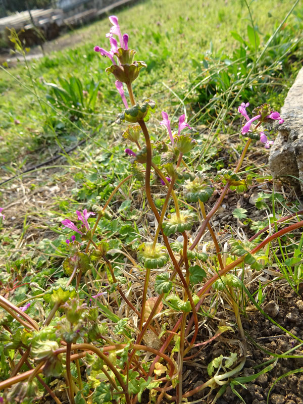 Lamium amplexicaule - Lamiaceae (Labiatae)